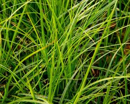 Ostřice hnědá 'Green Verde'