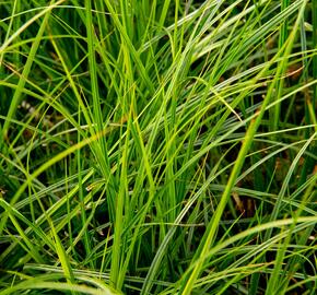 Ostřice 'Green Verde' - Carex brunnea 'Green Verde'
