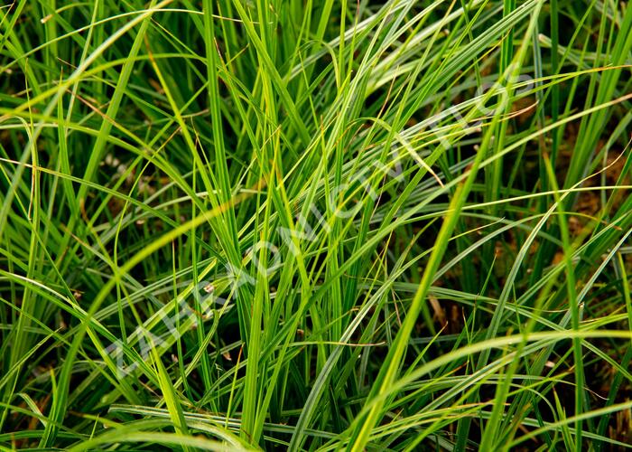 Ostřice 'Green Verde' - Carex brunnea 'Green Verde'