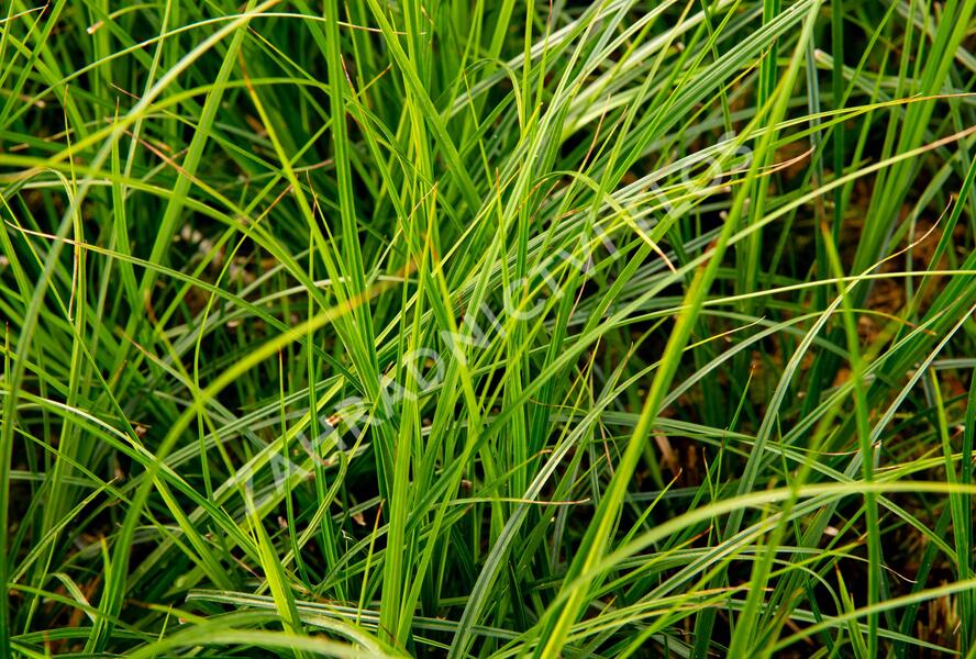 Ostřice hnědá 'Green Verde' - Carex brunnea 'Green Verde'
