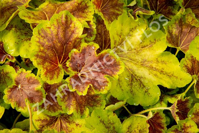 Dlužela 'Solar Eclipse' - Heucherella hybrida 'Solar Eclipse'