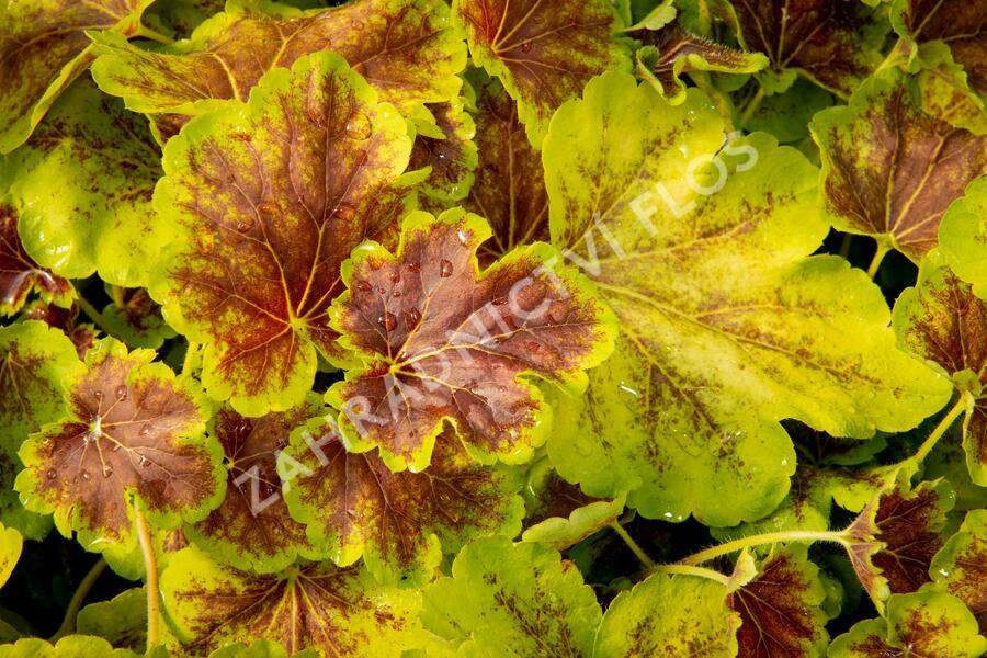Dlužela 'Solar Eclipse' - Heucherella hybrida 'Solar Eclipse'