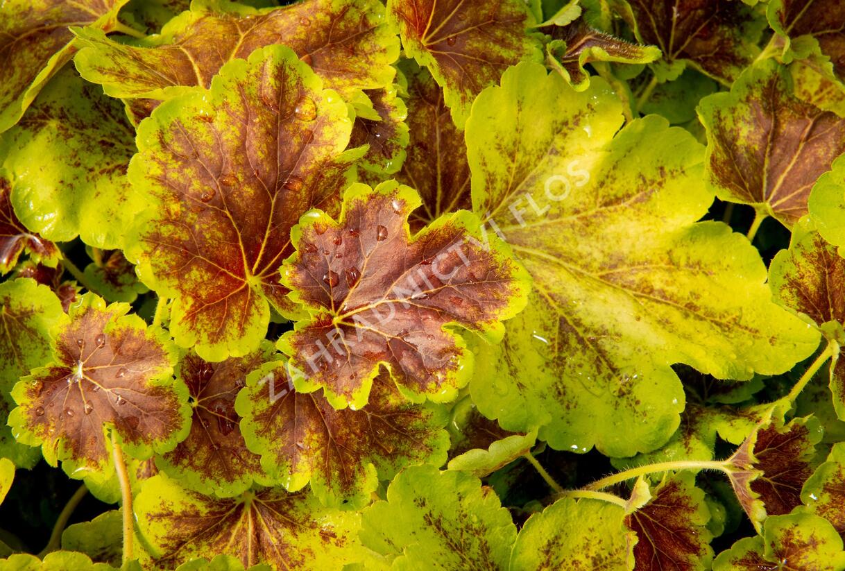 Dlužela 'Solar Eclipse' - Heucherella hybrida 'Solar Eclipse'
