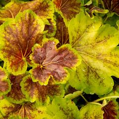 Dlužela 'Solar Eclipse' - Heucherella hybrida 'Solar Eclipse'