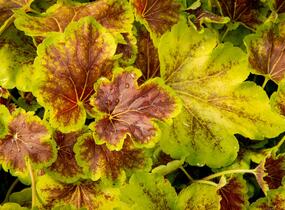 Dlužela 'Solar Eclipse' - Heucherella hybrida 'Solar Eclipse'
