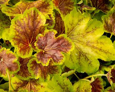 Dlužela 'Solar Eclipse'