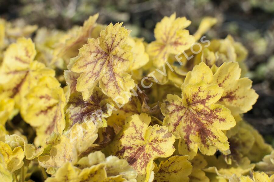 Dlužela 'Solar Eclipse' - Heucherella hybrida 'Solar Eclipse'