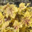 Dlužela 'Solar Eclipse' - Heucherella hybrida 'Solar Eclipse'