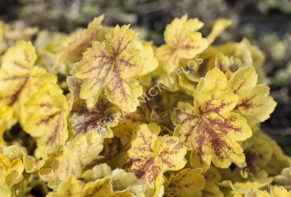 Dlužela 'Solar Eclipse' - Heucherella hybrida 'Solar Eclipse'