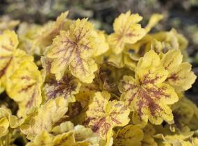 Dlužela 'Solar Eclipse' - Heucherella hybrida 'Solar Eclipse'