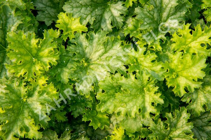Dlužicha 'Apple Crisp' - Heuchera 'Apple Crisp'