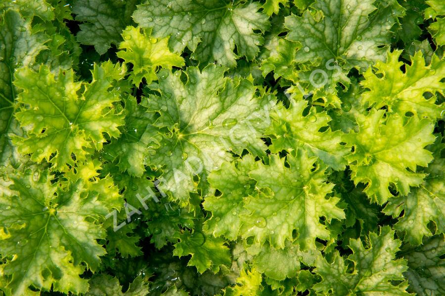 Dlužicha 'Apple Crisp' - Heuchera 'Apple Crisp'