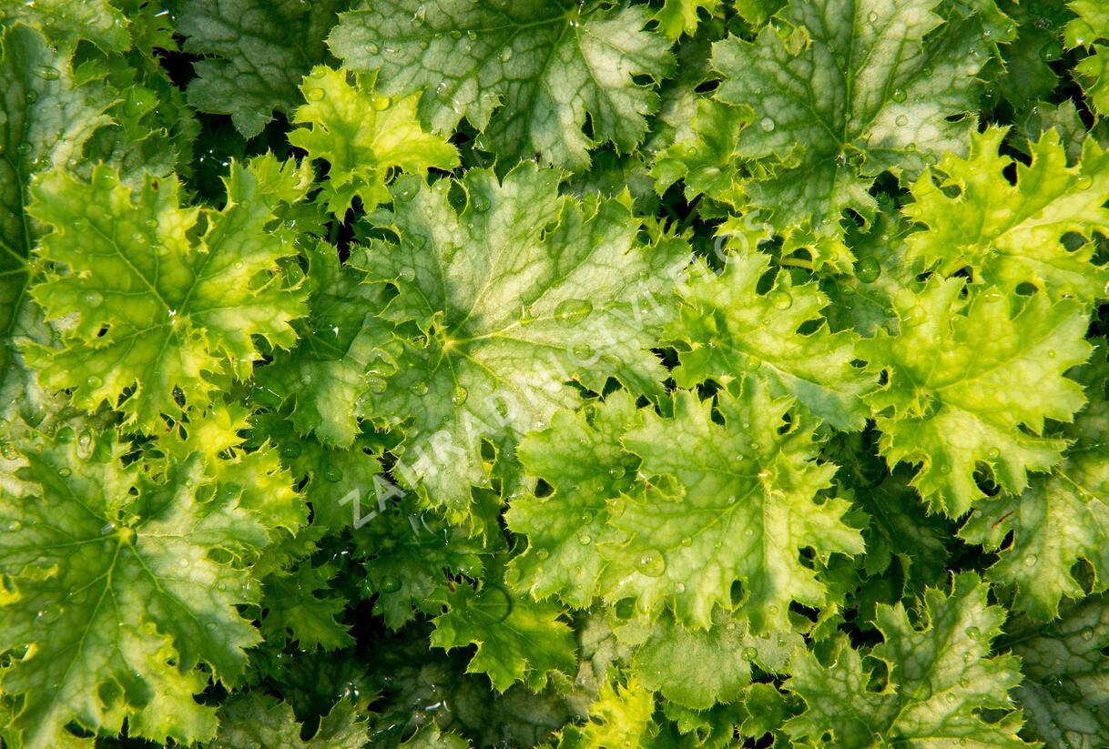 Dlužicha 'Apple Crisp' - Heuchera hybrida 'Apple Crisp'