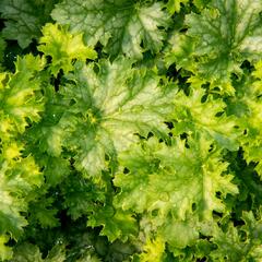Dlužicha 'Apple Crisp' - Heuchera 'Apple Crisp'