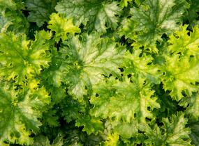 Dlužicha 'Apple Crisp' - Heuchera hybrida 'Apple Crisp'