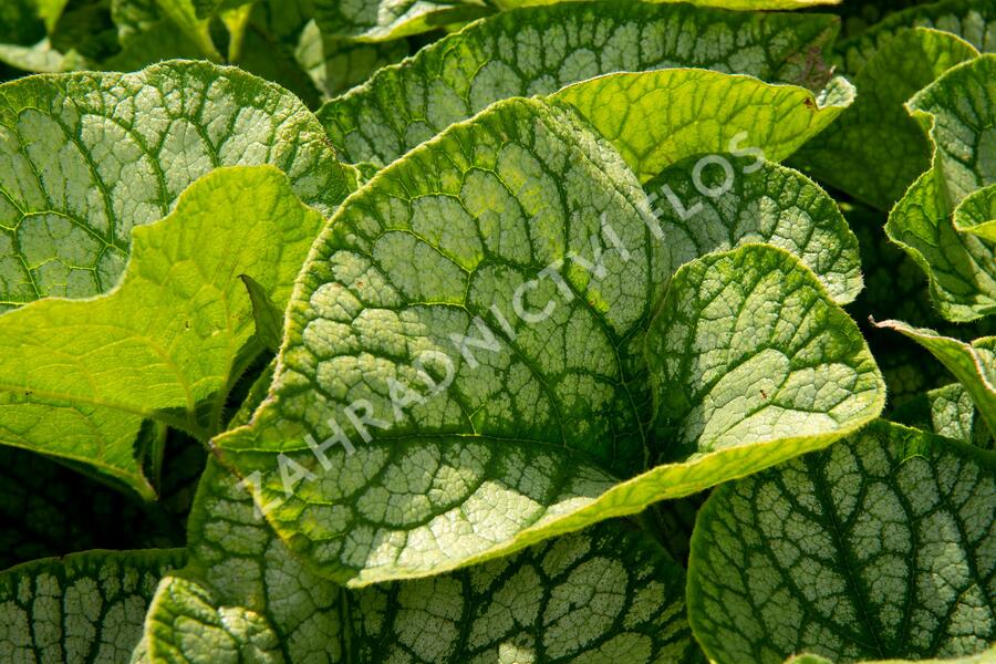 Pomněnkovec velkolistý 'Jack Frost' - Brunnera macrophylla 'Jack Frost'