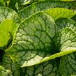 Pomněnkovec velkolistý 'Jack Frost' - Brunnera macrophylla 'Jack Frost'