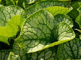 Pomněnkovec velkolistý 'Jack Frost' - Brunnera macrophylla 'Jack Frost'