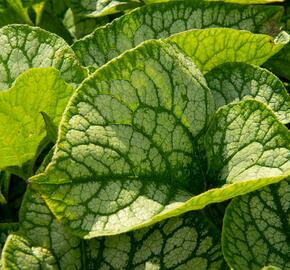 Pomněnkovec velkolistý 'Jack Frost' - Brunnera macrophylla 'Jack Frost'