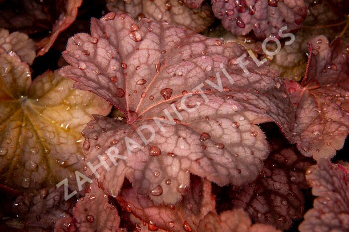 Dlužicha 'Berry Smoothie' - Heuchera hybrida 'Berry Smoothie'