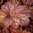 Dlužicha 'Berry Smoothie' - Heuchera hybrida 'Berry Smoothie'