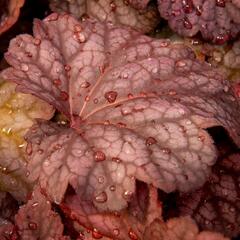 Dlužicha 'Berry Smoothie' - Heuchera hybrida 'Berry Smoothie'