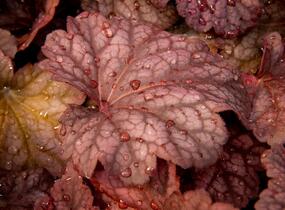 Dlužicha 'Berry Smoothie' - Heuchera hybrida 'Berry Smoothie'