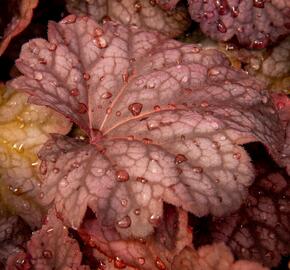 Dlužicha 'Berry Smoothie' - Heuchera hybrida 'Berry Smoothie'