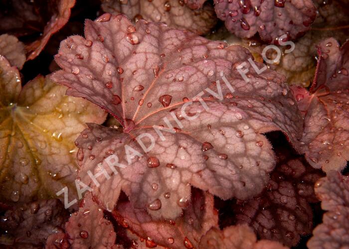 Dlužicha 'Berry Smoothie' - Heuchera hybrida 'Berry Smoothie'