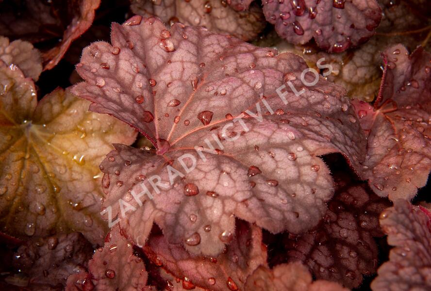 Dlužicha 'Berry Smoothie' - Heuchera hybrida 'Berry Smoothie'