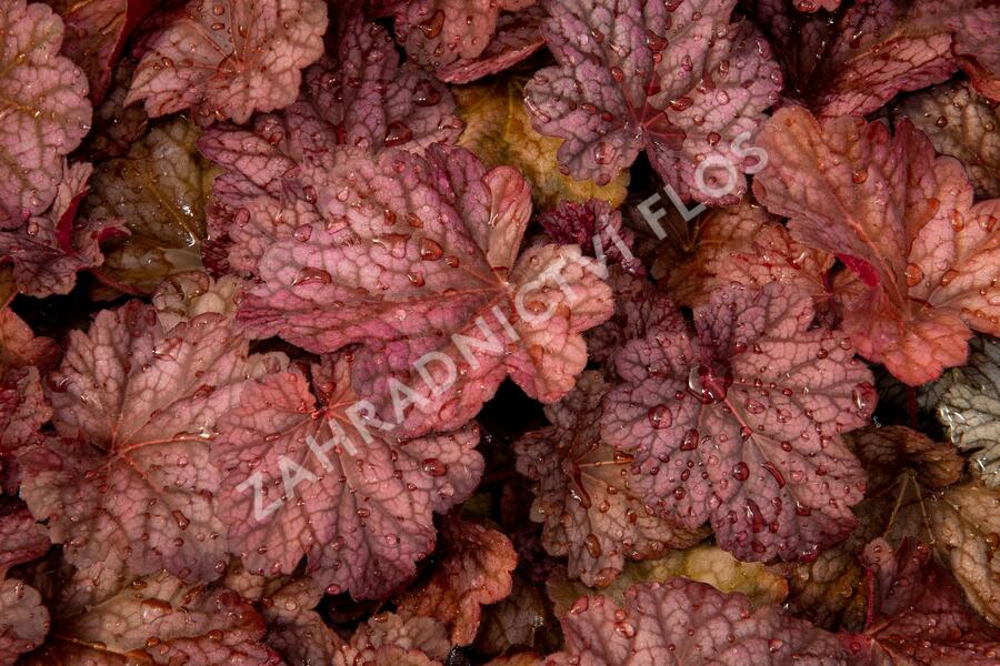 Dlužicha 'Berry Smoothie' - Heuchera hybrida 'Berry Smoothie'