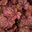 Dlužicha 'Berry Smoothie' - Heuchera hybrida 'Berry Smoothie'