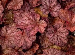 Dlužicha 'Berry Smoothie' - Heuchera hybrida 'Berry Smoothie'