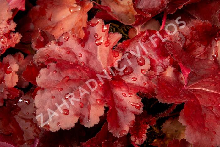 Dlužicha 'Forever Red' - Heuchera hybrida 'Forever Red'