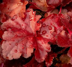 Dlužicha 'Forever Red' - Heuchera hybrida 'Forever Red'