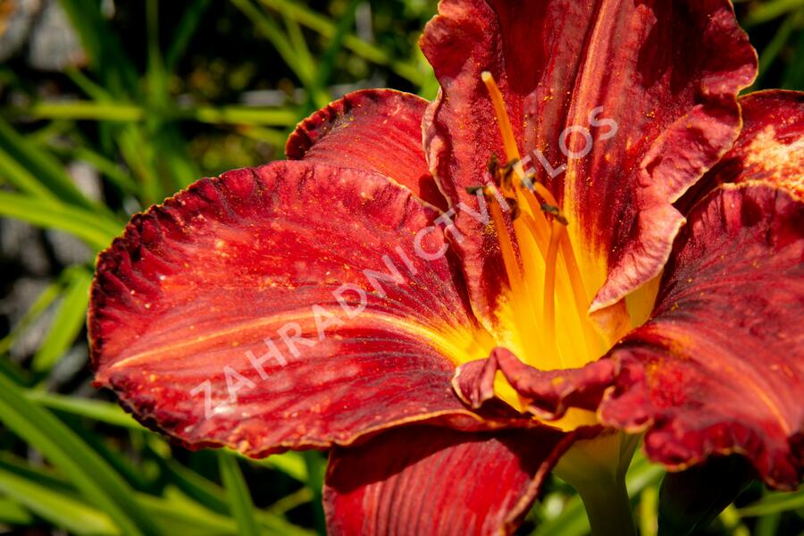 Denivka 'Purplelicious' - Hemerocallis 'Purplelicious'