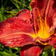 Denivka 'Purplelicious' - Hemerocallis 'Purplelicious'