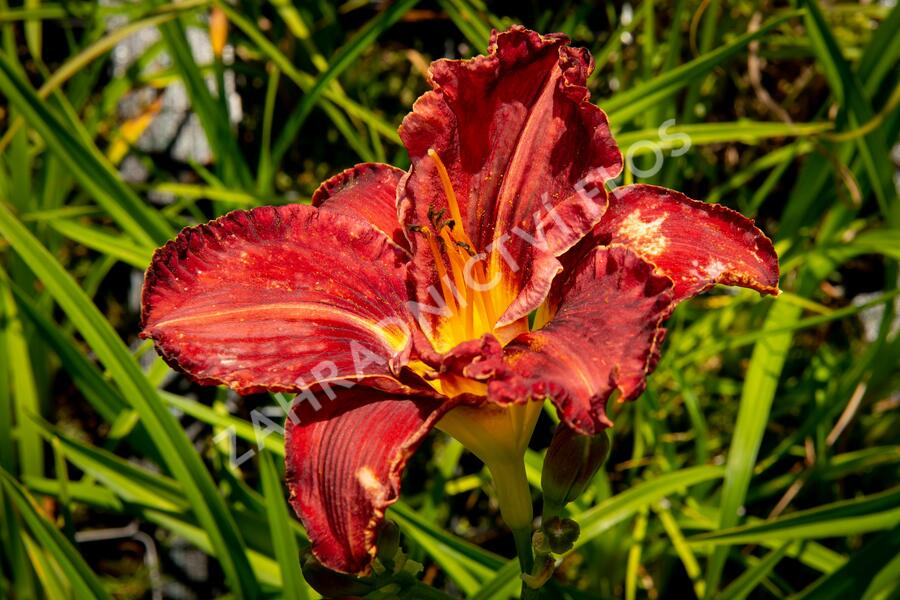 Denivka 'Purplelicious' - Hemerocallis 'Purplelicious'
