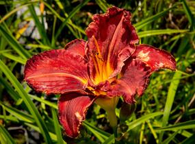 Denivka 'Purplelicious' - Hemerocallis 'Purplelicious'