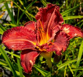 Denivka 'Purplelicious' - Hemerocallis 'Purplelicious'