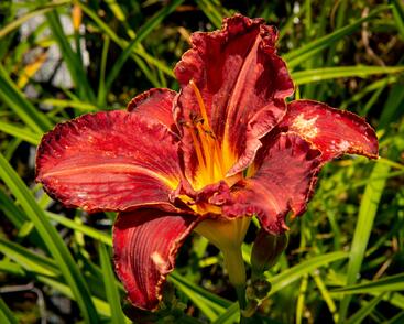 Denivka 'Purplelicious'