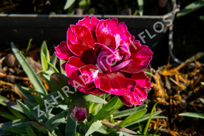 Hvozdík 'Diantica Bordeaux' - Dianthus 'Diantica Bordeaux'