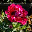 Hvozdík 'Diantica Bordeaux' - Dianthus 'Diantica Bordeaux'