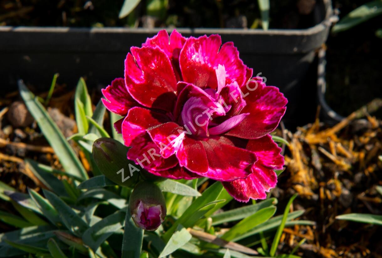 Hvozdík 'Diantica Bordeaux' - Dianthus 'Diantica Bordeaux'