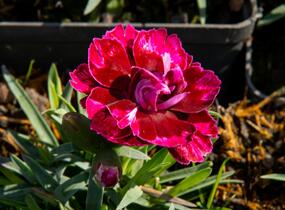 Hvozdík 'Diantica Bordeaux' - Dianthus 'Diantica Bordeaux'