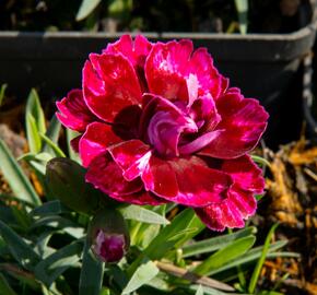 Hvozdík 'Diantica Bordeaux' - Dianthus 'Diantica Bordeaux'