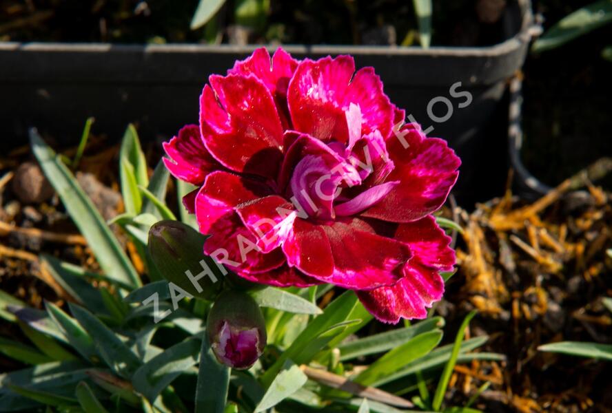 Hvozdík 'Diantica Bordeaux' - Dianthus 'Diantica Bordeaux'