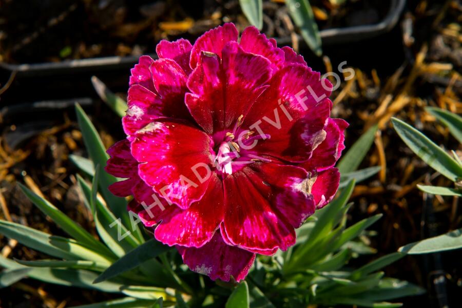 Hvozdík 'Diantica Bordeaux' - Dianthus 'Diantica Bordeaux'
