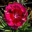 Hvozdík 'Diantica Bordeaux' - Dianthus 'Diantica Bordeaux'