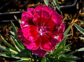 Hvozdík 'Diantica Bordeaux' - Dianthus 'Diantica Bordeaux'